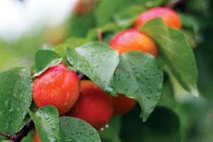 
Next time you buy apricots at the farmers market, save the seeds to grow your own backyard apricot tree.
